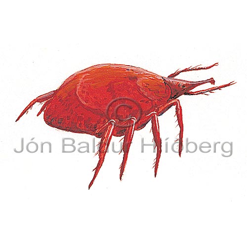 ? - ? - otherinverebrates - Arachnida