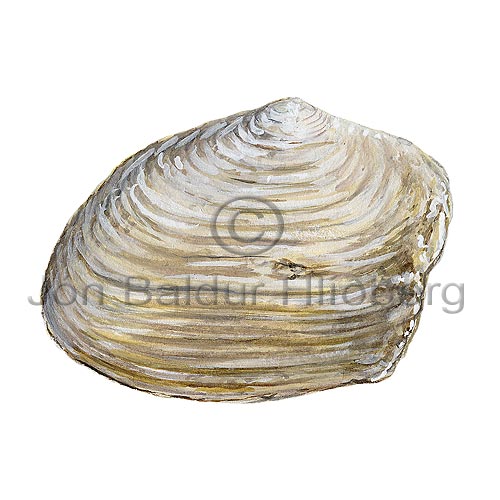  -  - Molluscs - Mollusca