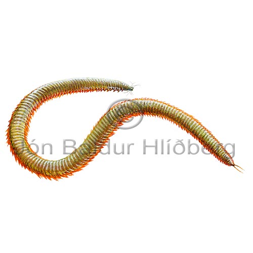 King Rag Worm - Nereis virens - otherinverebrates - Annelida