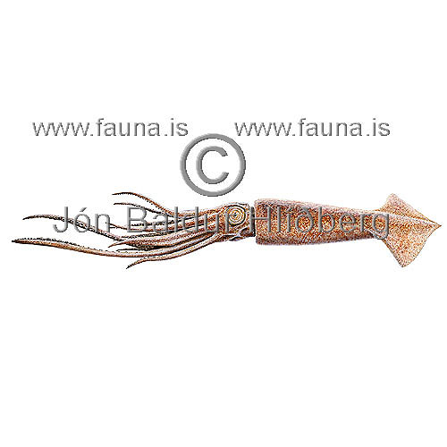 European flying Squid  - Todarodes sagittatus sagittatus - Molluscs - Mollusca