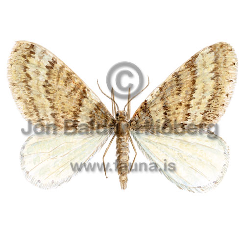 Winter Moth - Operophtera brumata - Insects - Insecta