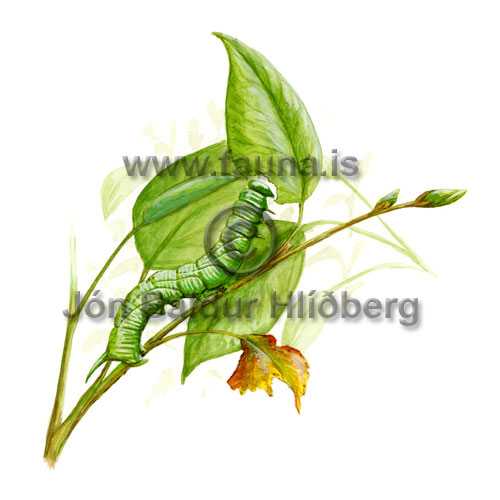 caterpillar -   - Insects - Insectivora