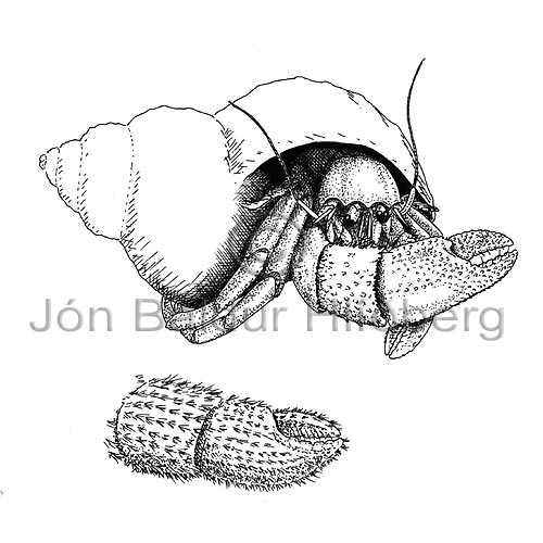 Kuungakrabbar - Eupagurus pubescens - krabbadyr - Krabbadr