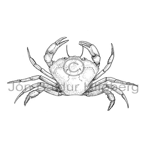 Common shore Crab - Carcinus maenas - Crustaceans - Crustacea