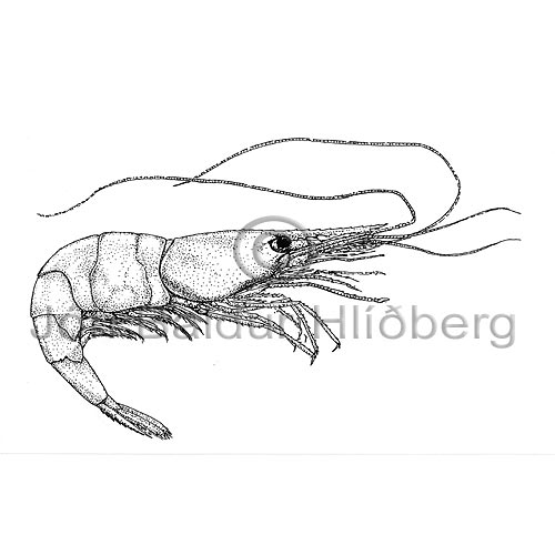 Shrimp Prawn - Pandalus borealis - Crustaceans - Crustacea