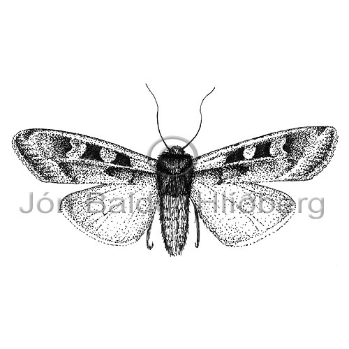Brandygla - Lepidoptera - skordyr - Skordr