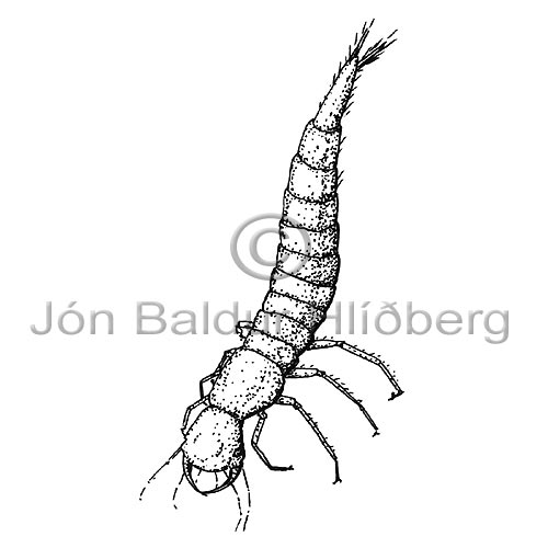 Water beetle - Agabus bipustulatus - Insects - Insecta