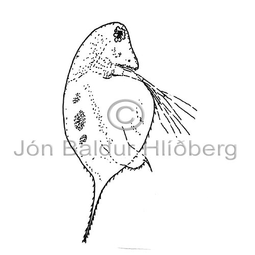 Cladocera - Cladocera - Crustaceans - Crustacea