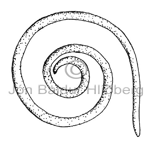 Roundworm sp. - Nematoda - otherinverebrates - Aschelminthes