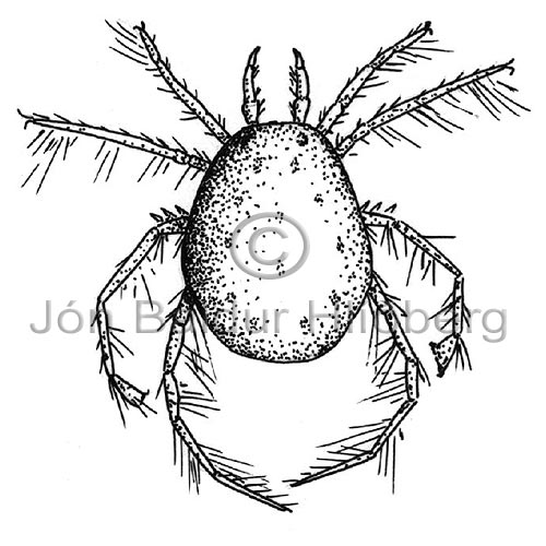 Hydrachenellae sp. - Acarina sp. - otherinverebrates - Arachnida