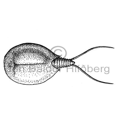 Phyllopoda sp. - Lepidurus arcticus - Crustaceans - Crustacea