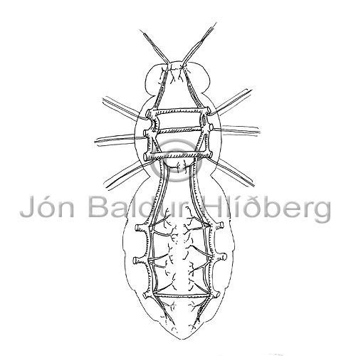 Fluga - Diptera - skordyr - Skordr