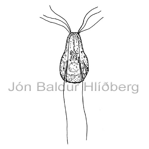 Hexamita - Hexamita sp. - otherinverebrates - Protozoa