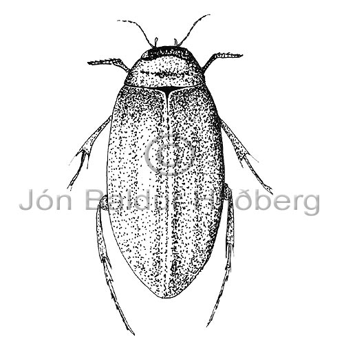 Water beetle -   - Insects - Insecta
