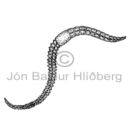   - Eiseniella tetraedra - otherinverebrates - Annelida