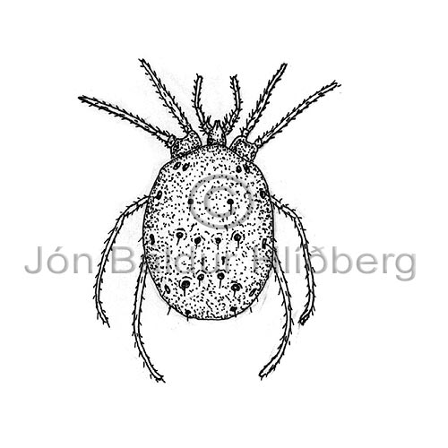 Hydrachenellae - Acarina - otherinverebrates - Arachnida
