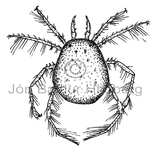 Hydrachenellae - Acarina - otherinverebrates - Arachnida