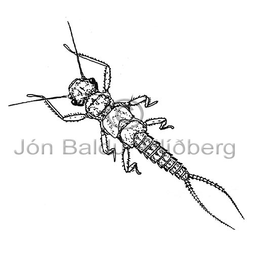 Stonefly - Perla sp. - Insects - Insecta