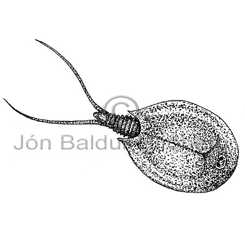 Phyllopoda sp. - Lepidurus arcticus - Crustaceans - Crustacea