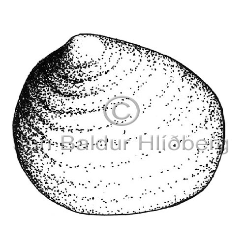 Ertuskel - Pisidium sp. - lindyr - Lindr