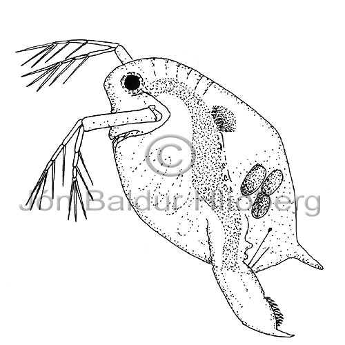 Vatnafl - Cladocera sp. - krabbadyr - Krabbadr