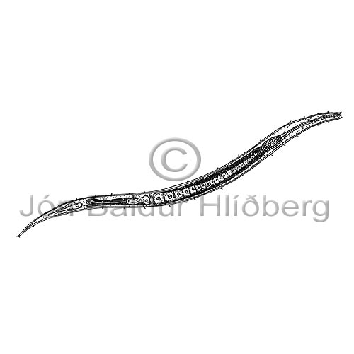 Nematode sp. - Nematoda sp. - otherinverebrates - Aschelminthes
