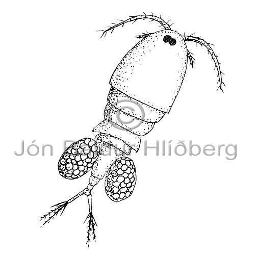 Copepod - Copepoda - Crustaceans - Crustacea