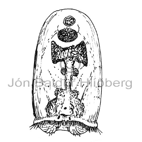  - Rotatoria sp. - otherinverebrates - Aschelminthes