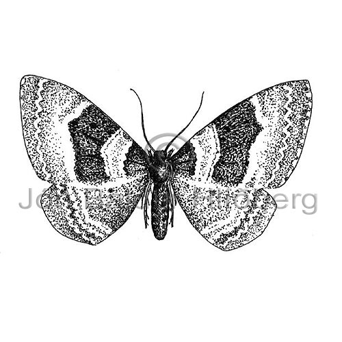 Common Carpet Moth - Epirrhoe alternata - Insects - Insecta