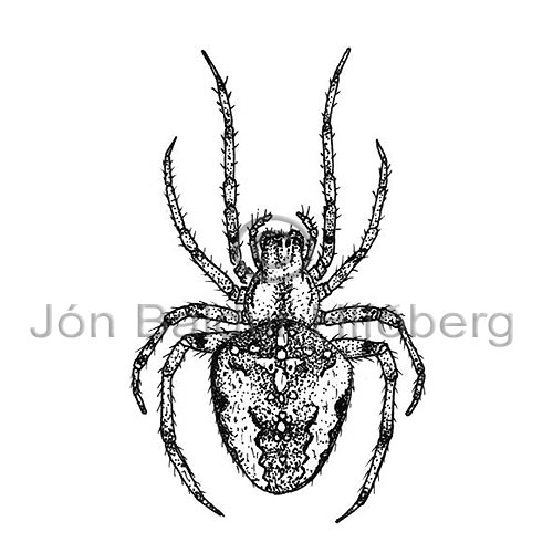 European Garden Spider - Araneus diadematus - otherinverebrates - Arachnida