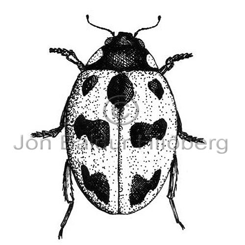 Mariuhna - Coccinella sp. - skordyr - Skordr