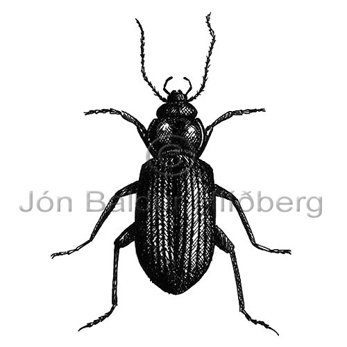 Jrnsmiur - Ground Beetle - skordyr - Skordr