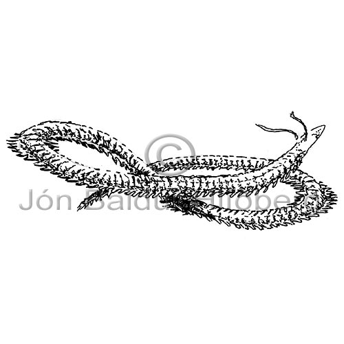 Bristle worm sp. - Polychaeta sp. - otherinverebrates - Annelida