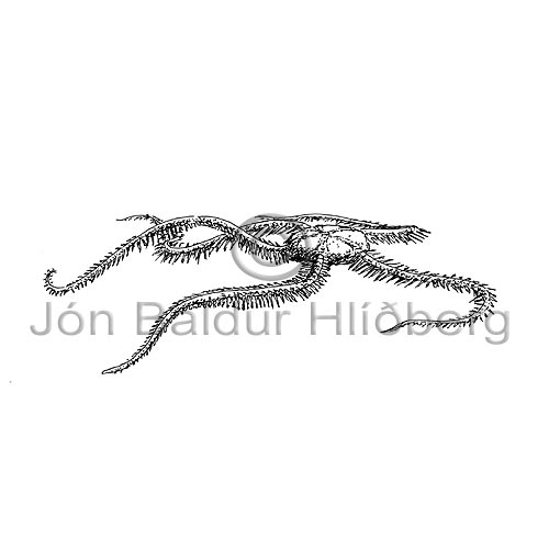 Brittle star - Ophiuroidea - otherinverebrates - Echinodermata