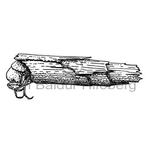 Caddis Fly - Trichoptera - Insects - Insecta