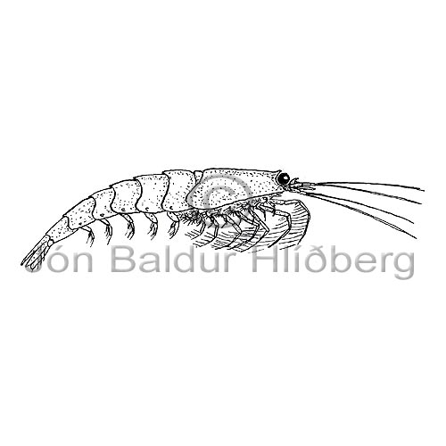 Ljsta - Eupahusiidae - krabbadyr - krabbadyr