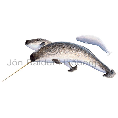 N�hvalur - Monodon monoceros - hvalir - Hvalir