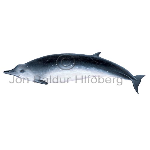 Nor�snj�ldri - Mesoplodon bidens - hvalir - Hvalir