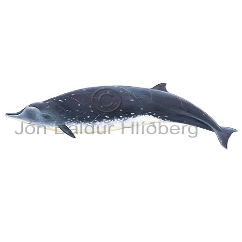 Kr�ksnj�ldri - Mesoplodon densirostris - hvalir - Hvalir