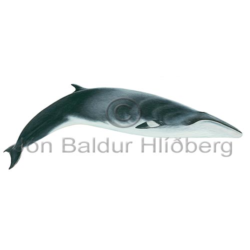 Hrefna - Balanoptera acutorostrata - hvalir - Hvalir
