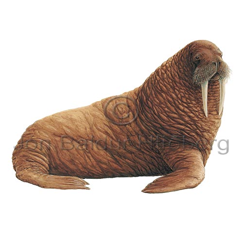 Walrus - Odobenus rosmarus - Seals - Pinnipedia
