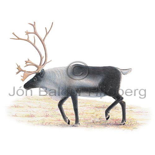 Reindeer - Rangifer tarandus - Herbivores - Artiodactyla