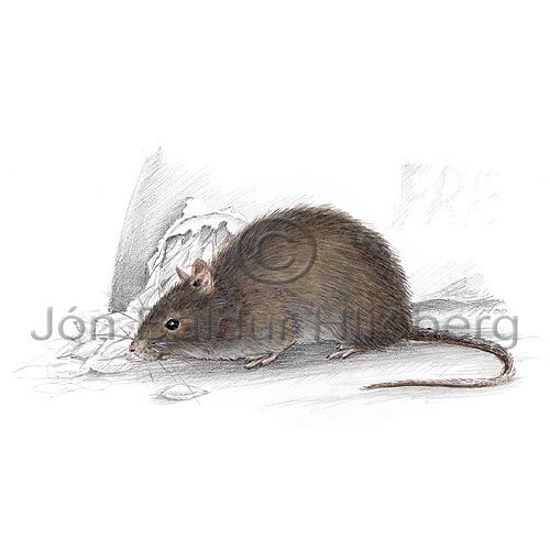 House Mouse - Mus musculus - rodents - Rodentia