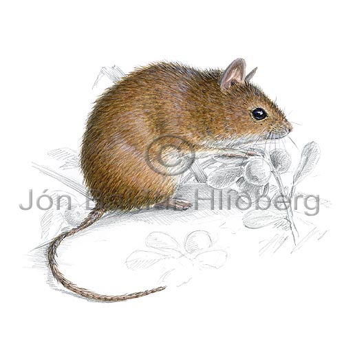 Long-tailed Field Mouse - Apodemus silvaticus - rodents - Rodentia