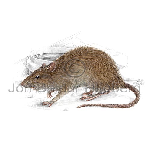Brown Rat - Rattus norwegicus - rodents - Rodentia