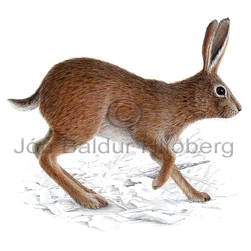 Brown Hare - Lepus capensis - othermammals - Lagomorpha