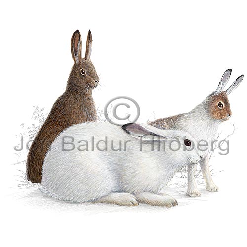 Mountain Hare - Lepus timidus - othermammals - Lagomorpha
