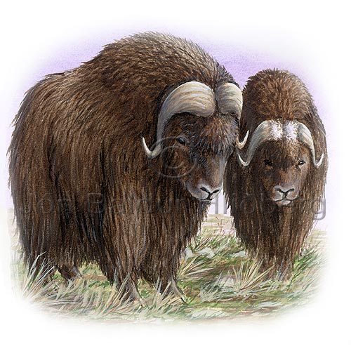 Musk Ox - Ovibos moschatus - Herbivores - Artiodactyla