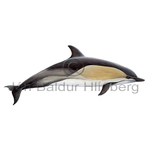 Lttir - Delphinus delphis - hvalir - Hvalir