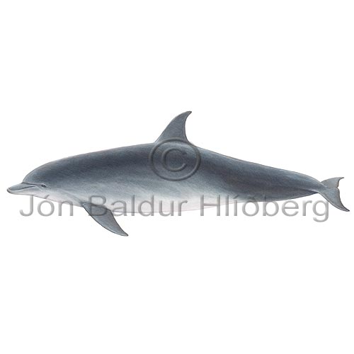 Bottlenose Dolphin - Tursiops truncatus - Whales - Cetacea